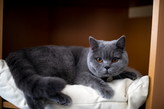 ben-collins-PXTsSbh2uy4-unsplash