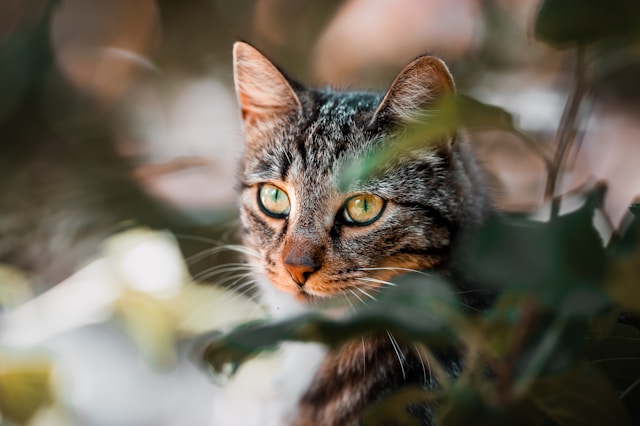 jan-gustavsson-GAzMk0dpNUY-unsplash